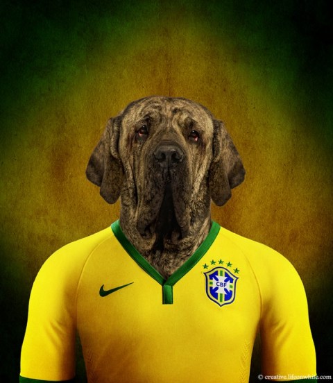 soccer nation dog brasil