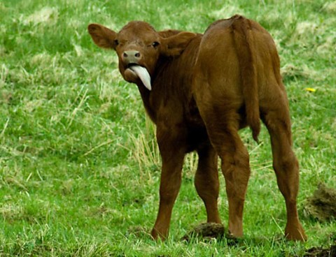 Quoi, qu'est-ce qu'elle a ma langue ? 