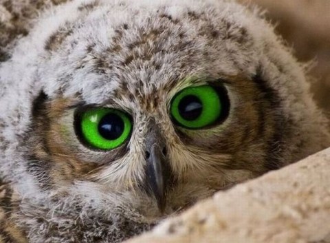 owl yeux