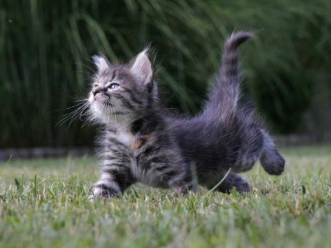 Rien à voir avec la choucroute mais c'est mimi.