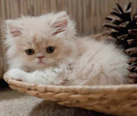 Va falloir que j'arrête l'herbe à chat.