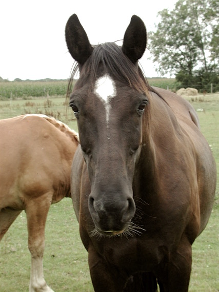 Mon ronchon, poil au menton.